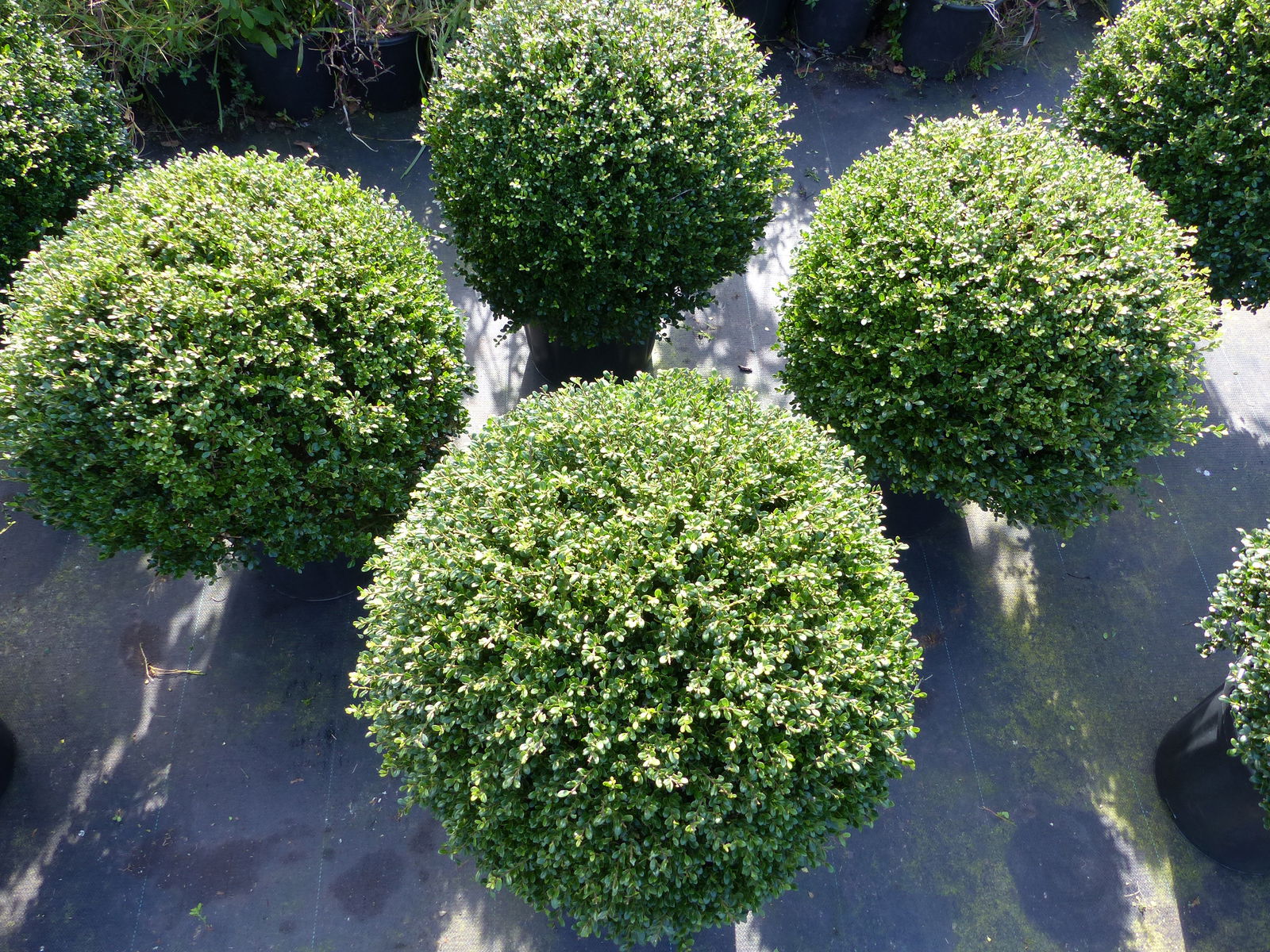 PREMIUM Ilex crenata Stokes Kugel rund Ø 50 - 60 cm Buchsbaum Ersatz winterhart + robust