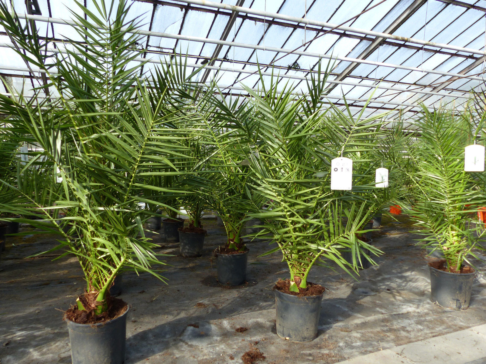 Palme 90-120 cm, Phoenix canariensis, kanarische Dattelpalme, kräftige Palmen, keine Jungpflanzen