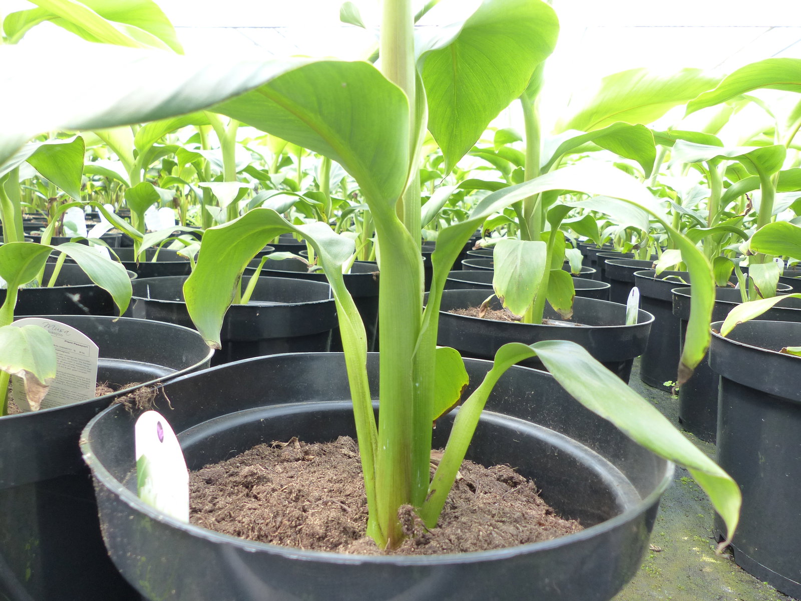 2 Stück Bananenstaude Musa Basjoo 60 - 80 cm winterhart Staude japanische Faserbanane