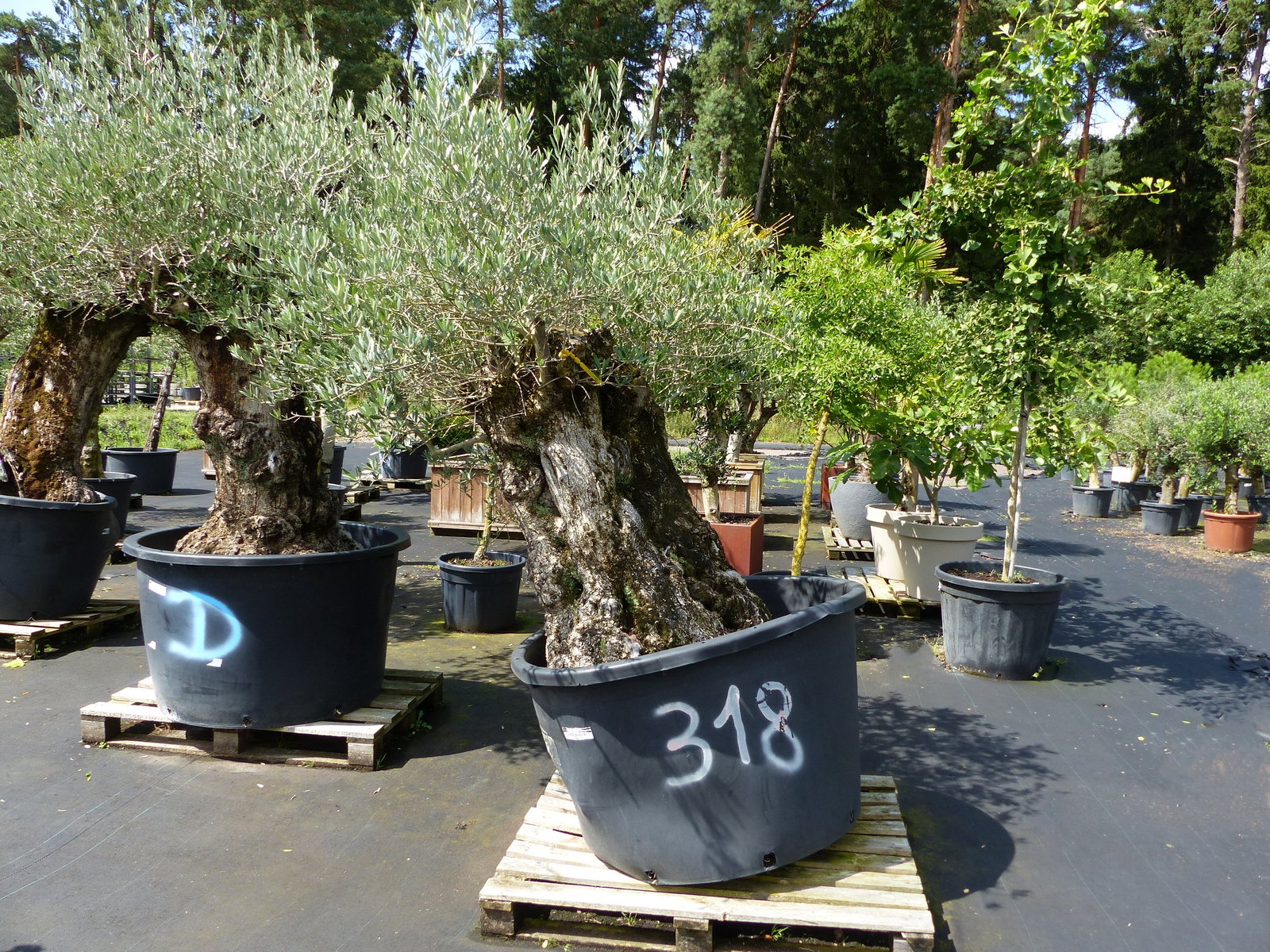 exakt dieser Baum Nr. 318, Angebot, 180 cm, Olivenbaum, Bonsai, knorrige alte urige Olive winterhart