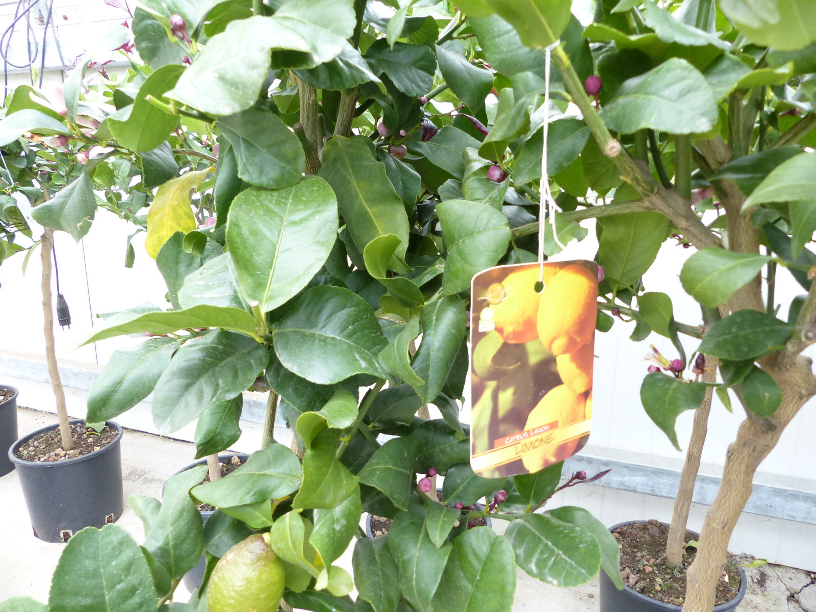 Zitrus Zitronenbaum Zitrone Citrus Limon Limone 120 - 140 cm Zitruspflanze