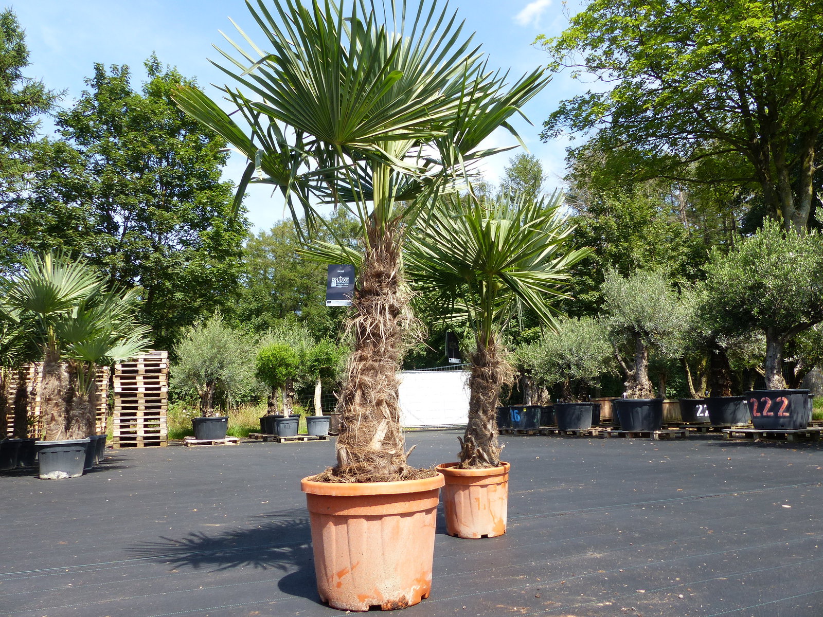 2 Stück im Palmenset Trachycarpus fortunei dicke Stämme 200 cm Hanfpalme, winterharte Palme bis -18°C