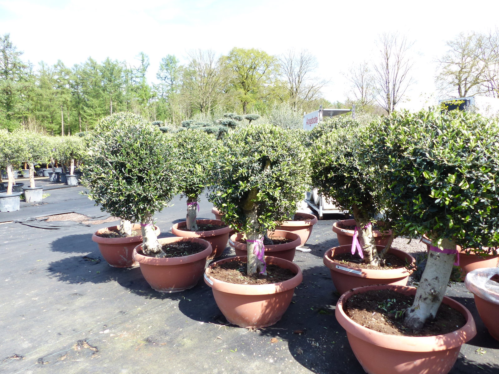 Bonsai Kugel Olivenbaum 140 - 170 cm knorrige urige Olive winterhart Olea Europaea Ölbaum