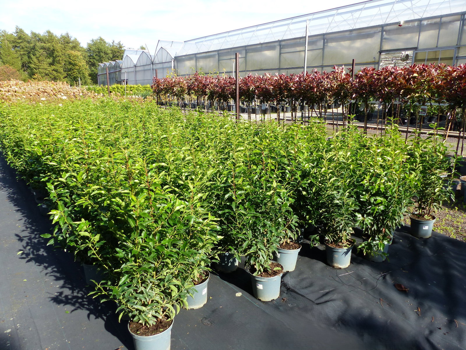Portugiesischer Kirschlorbeer 100 - 110 cm  'Angustifolia' Prunus lusitanica