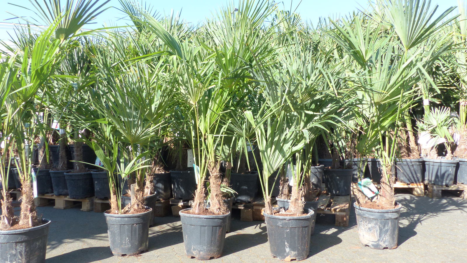 Trachycarpus fortunei Gruppe 170 - 190 cm Palme Hanfpalme, winterhart bis -18°C