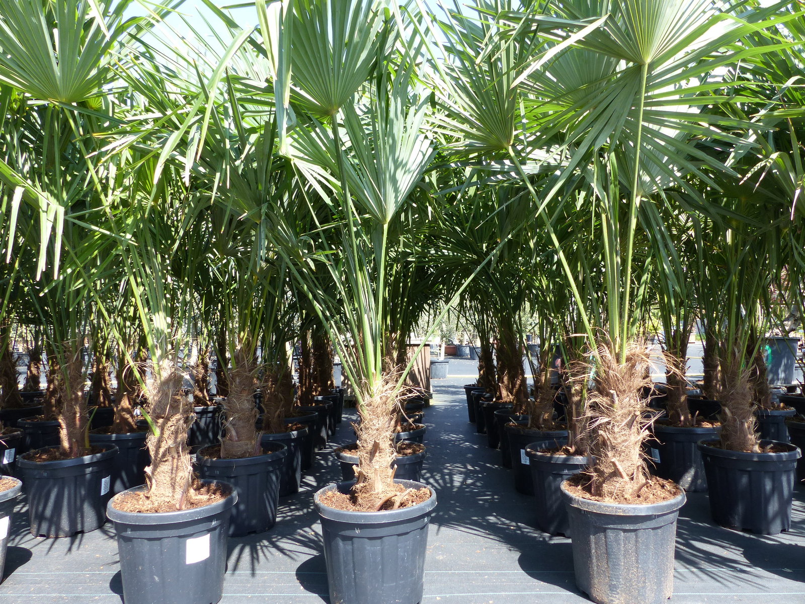 3 Stück XXL Palme winterhart 190 - 220 cm Trachycarpus fortunei, Hanfpalme, Top-Qualität