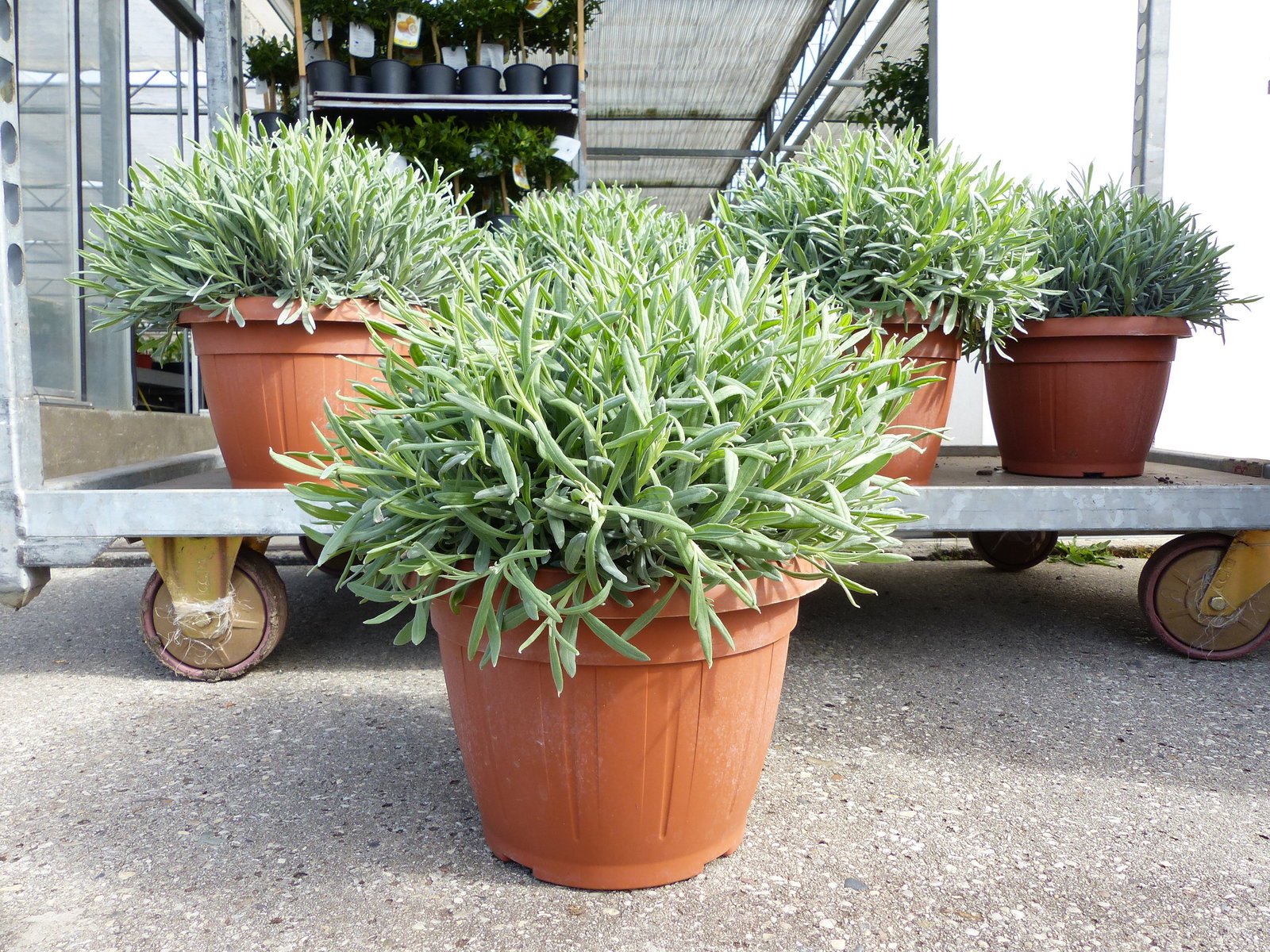 echter Lavendel XL BUSCH Ø 40cm, Höhe 40 cm, Lavandula Angustifolia Kräuter Pflanze Kräuterküche