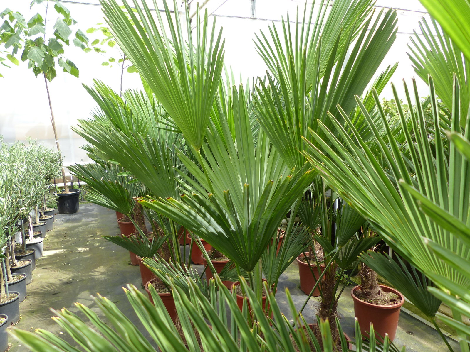 Palme winterhart 150 - 180 cm Trachycarpus Wagnerianus Wagner Hanfpalme, Top-Qualität