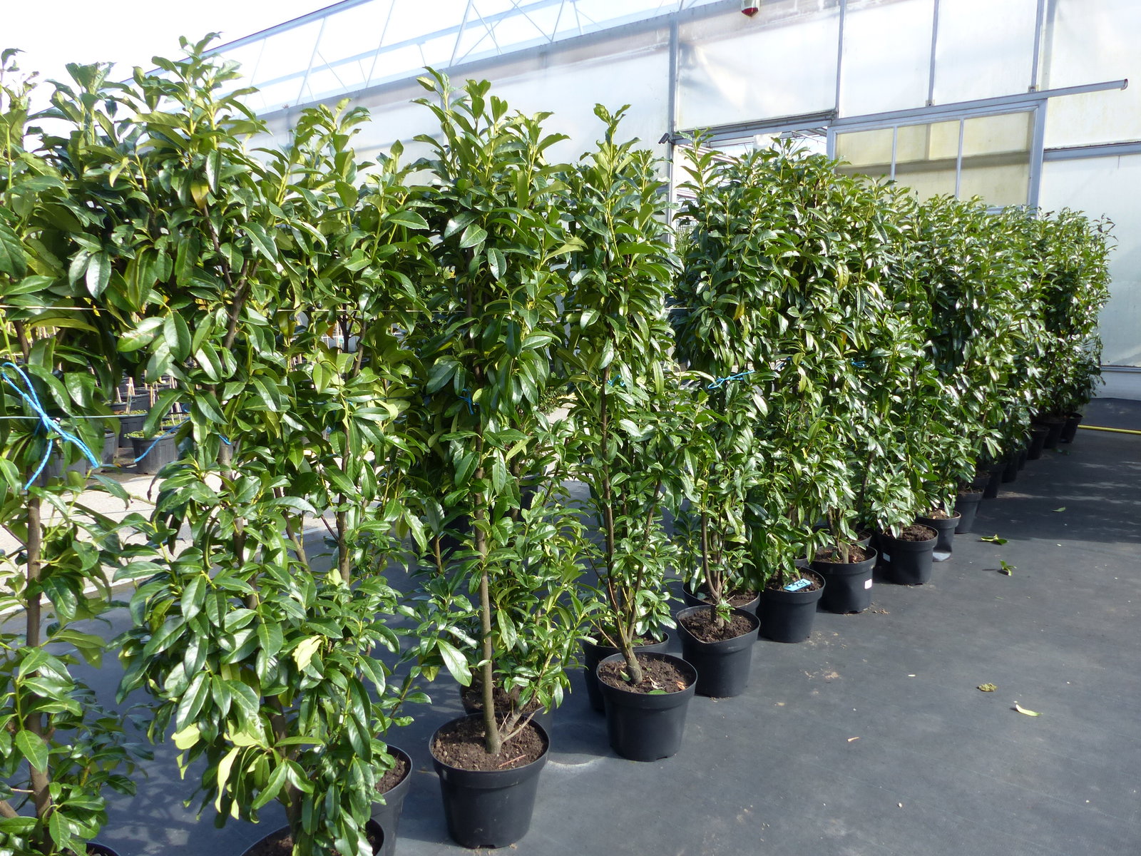 Kirschlorbeer Caucasica 160 - 180 cm Prunus laurocerasus Caucasica, immergrüne Hecke