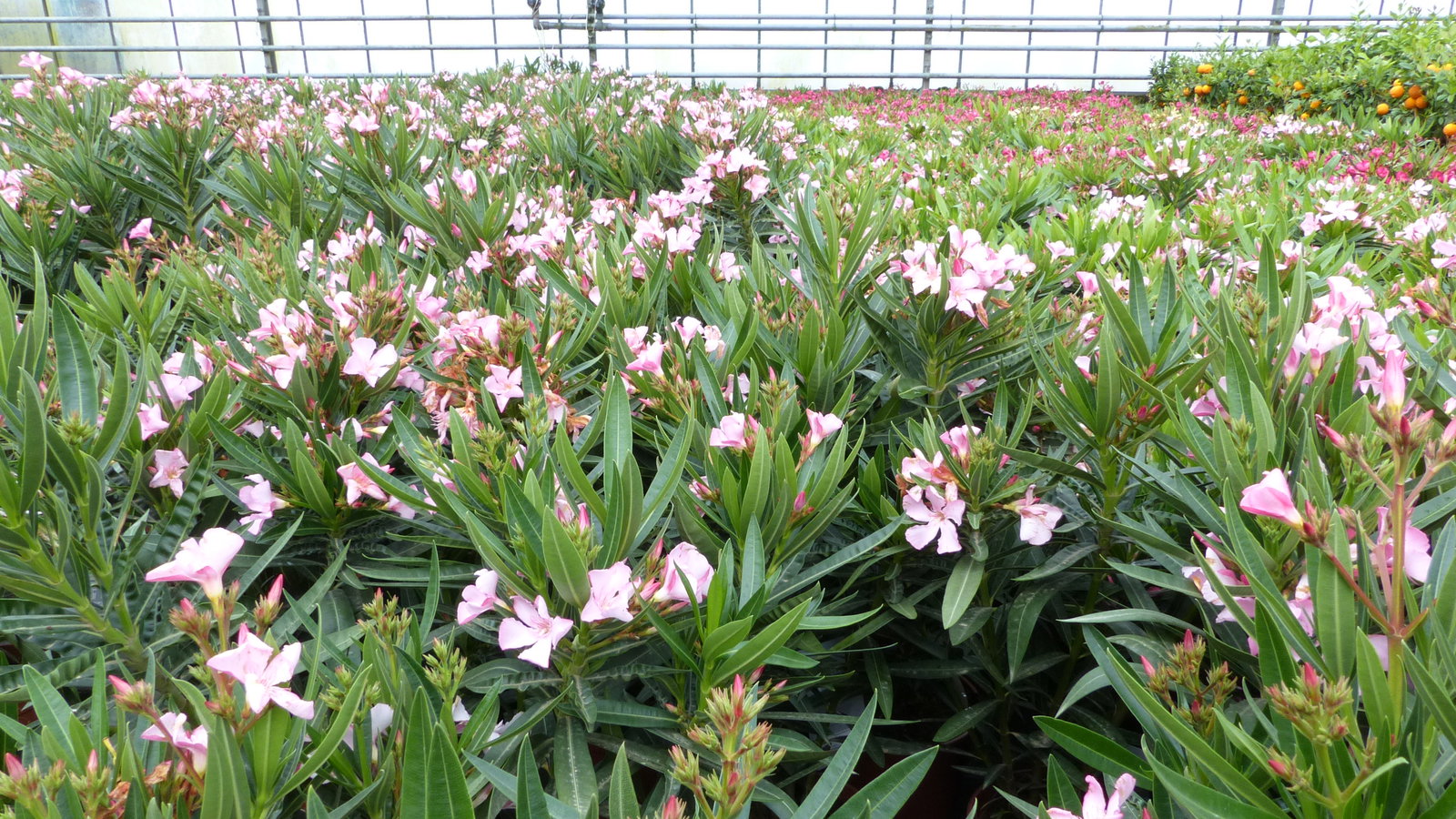 Oleander Busch 65 cm Nerium Rosenlorbeer Premium rot oder rosa