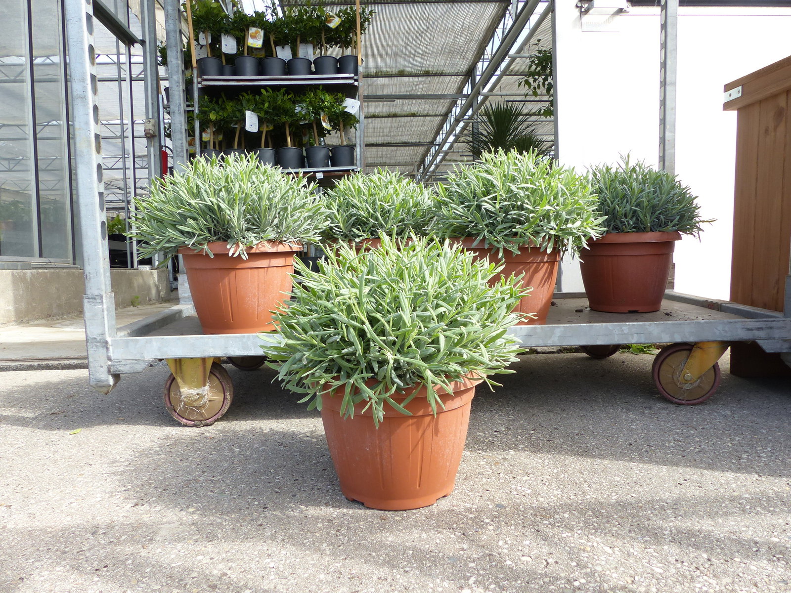 echter Lavendel XL BUSCH Ø 40cm, Höhe 40 cm, Lavandula Angustifolia Kräuter Pflanze Kräuterküche