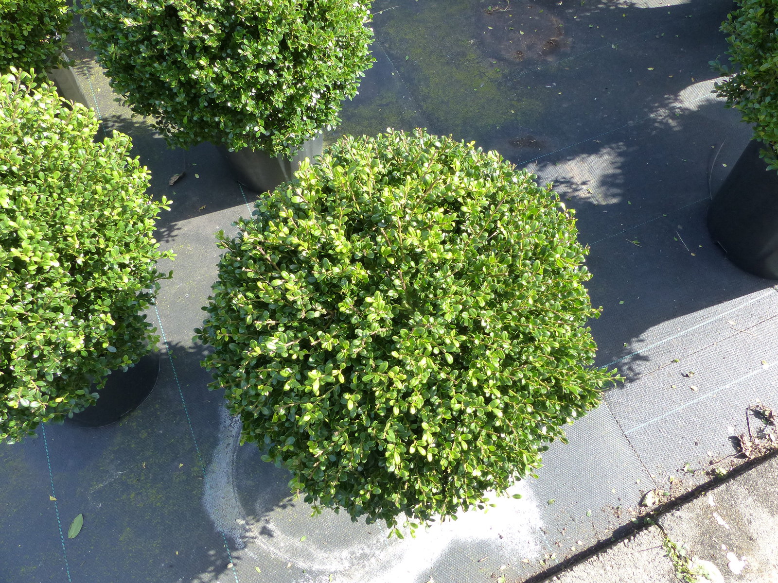 2 Stück PREMIUM Ilex crenata Stokes Kugel rund Ø 40 - 45 cm Buchsbaum Ersatz winterhart + robust