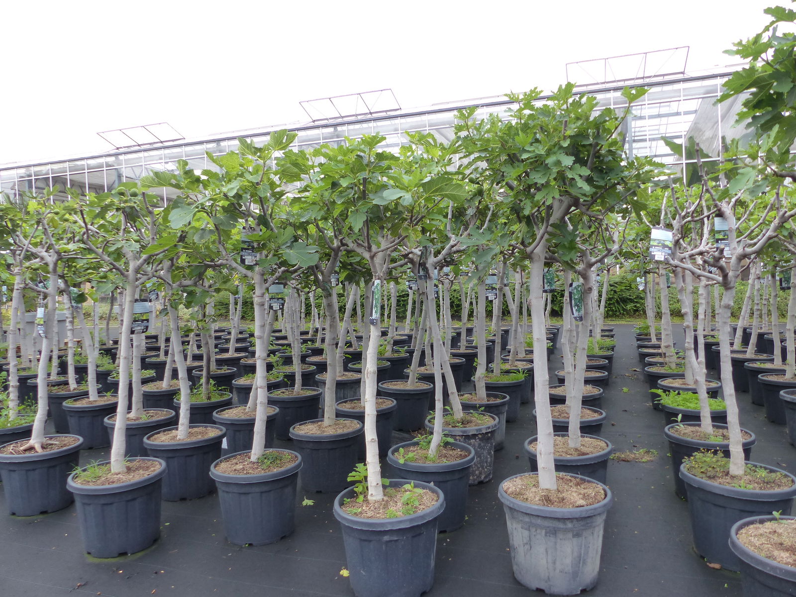 Feigenbaum 180 cm Stammumfang 14 - 20 cm, winterhart, kräftiger Stamm, Ficus Carica, Feige, Obst