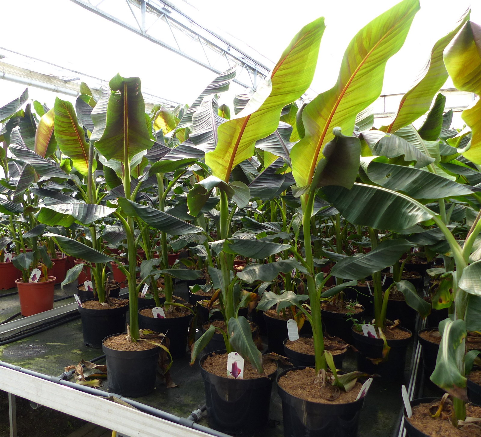 Bananenstaude Banane Musa Sikkimensis Red Tiger Banane 140 - 170 cm  winterhart Staude