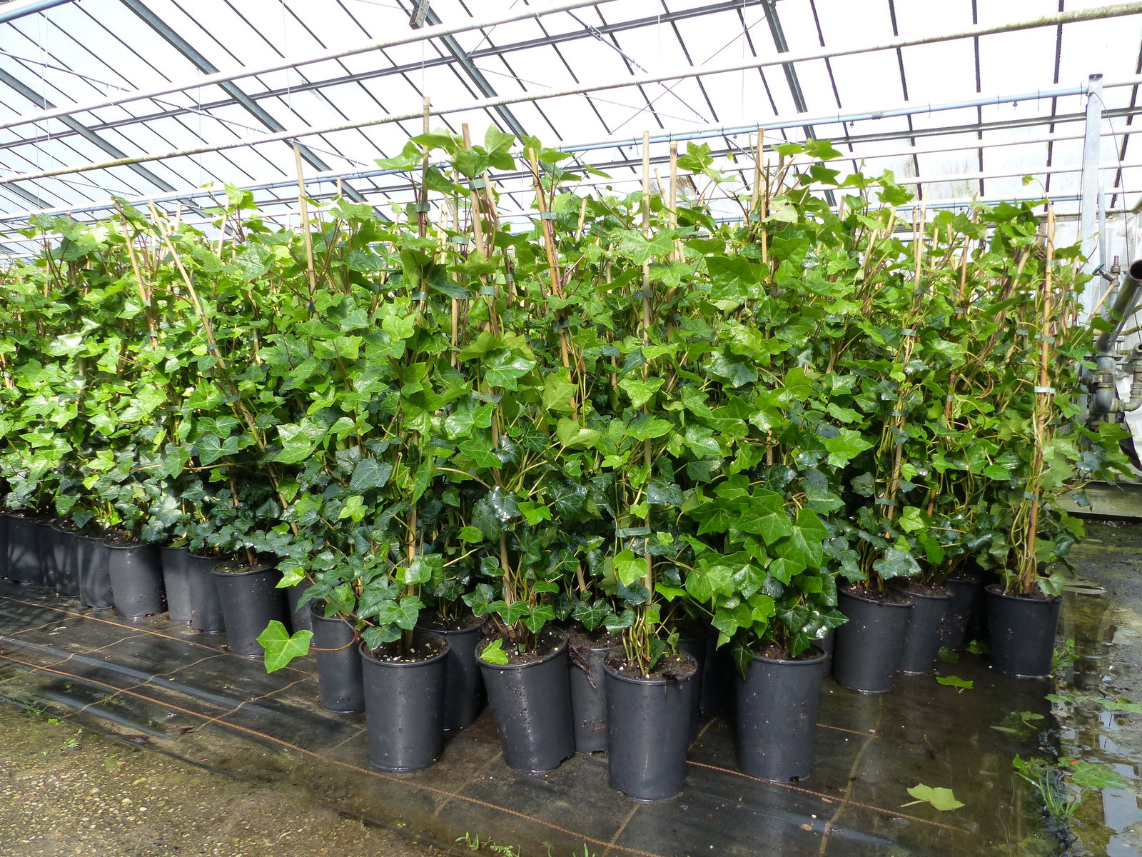 10 Stück Efeu Hedera helix 85 - 105 cm Heckenpflanze winterhart Kletterpflanze Hecke Sichtschutz blickdicht
