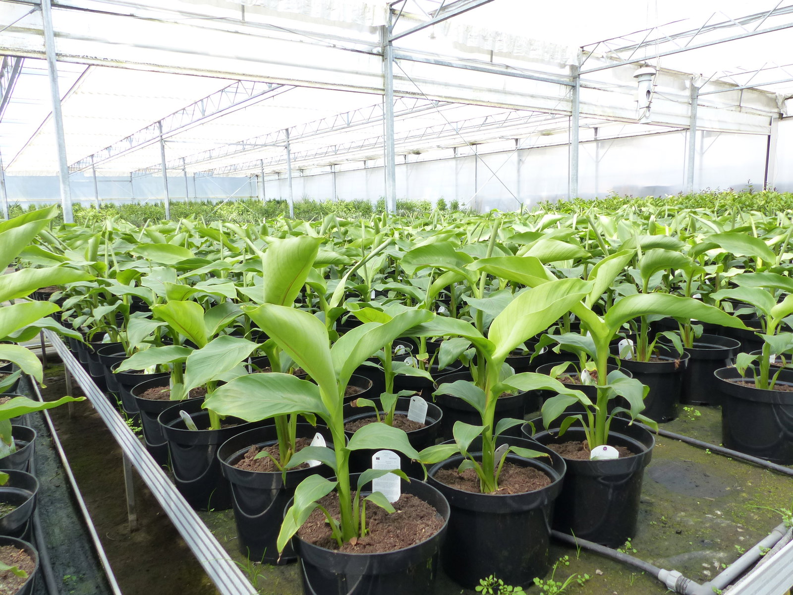 2 Stück Bananenstaude Musa Basjoo 60 - 80 cm winterhart Staude japanische Faserbanane