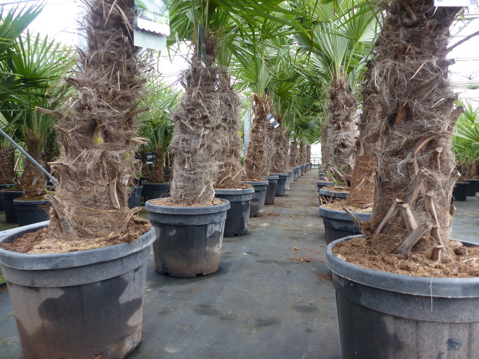 Trachycarpus fortunei dicke Stämme 220 cm Hanfpalme, winterharte Palme bis -18°C