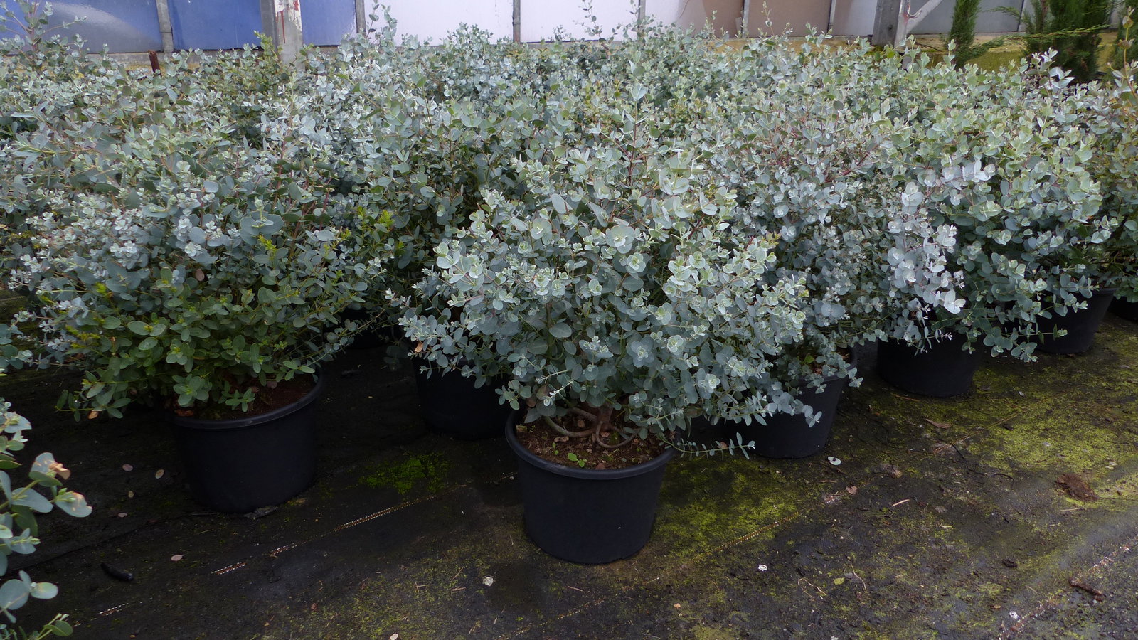 4 Stück Eucalyptus Gunni Gunnii Busch Kugel Eukalyptusbaum, Ø 35 cm, T19  H 50 cm Pflanze winterhart