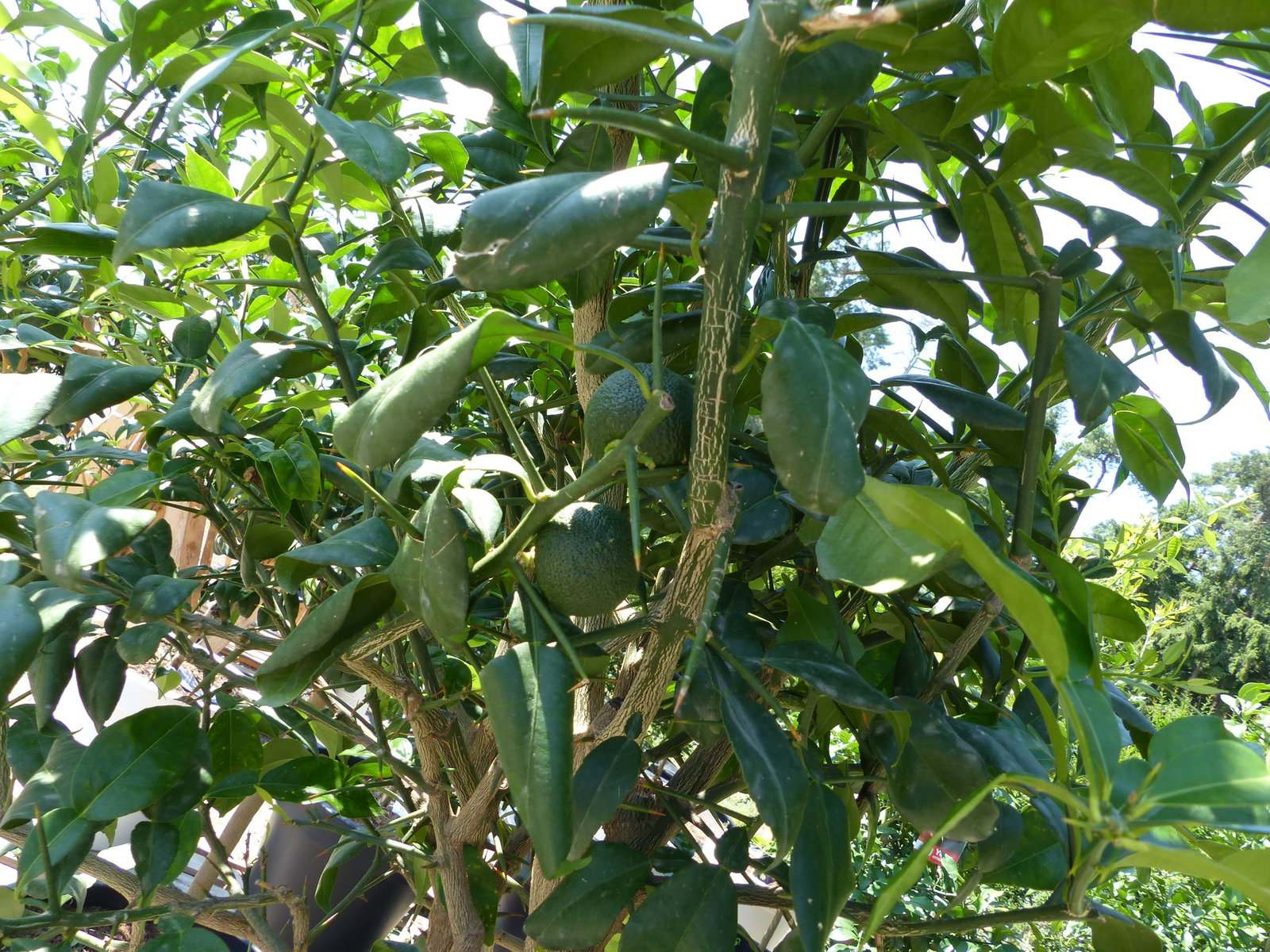Citrus Yuzu | 190 - 210 cm | im E&K Pflanzkübel | Zitronenbaum | Zitrone | japanische Zitrone | winterhart
