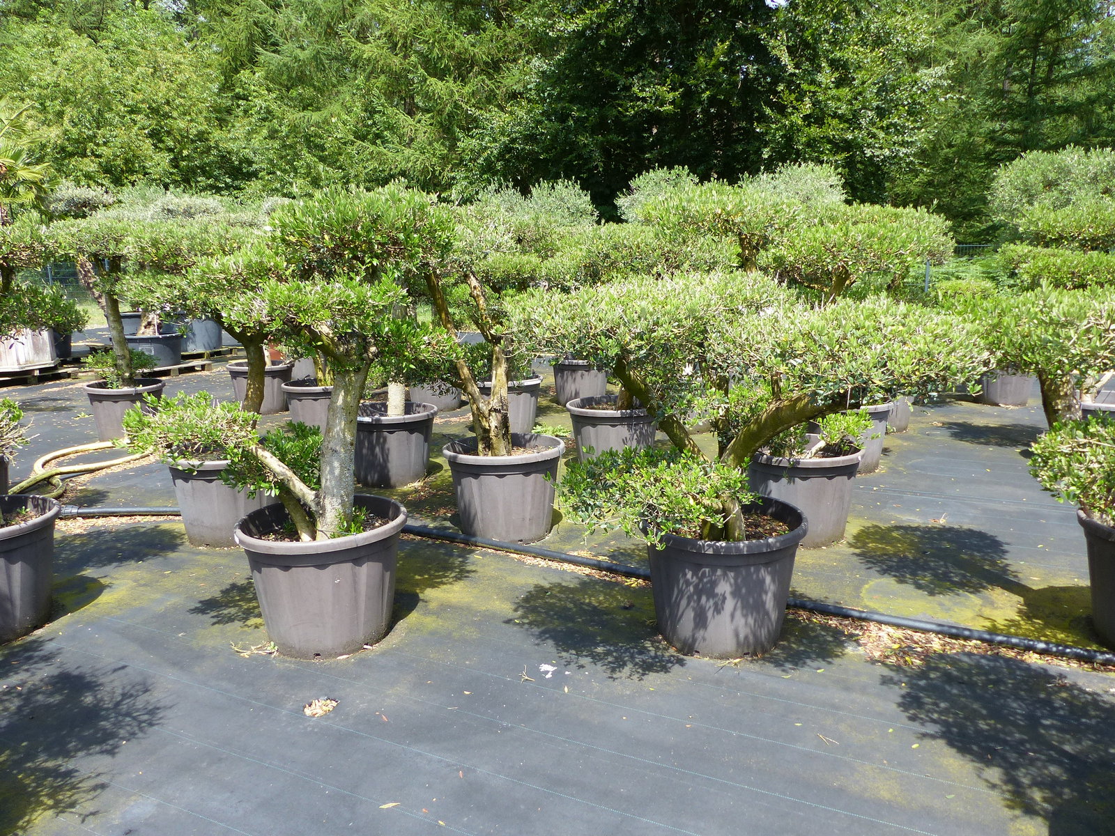Olivenbaum Olea Europaea als Pon Pon Angebot 130 - 180 cm Bonsai Formgehölz Gartenbonsai Formschnitt winterhart