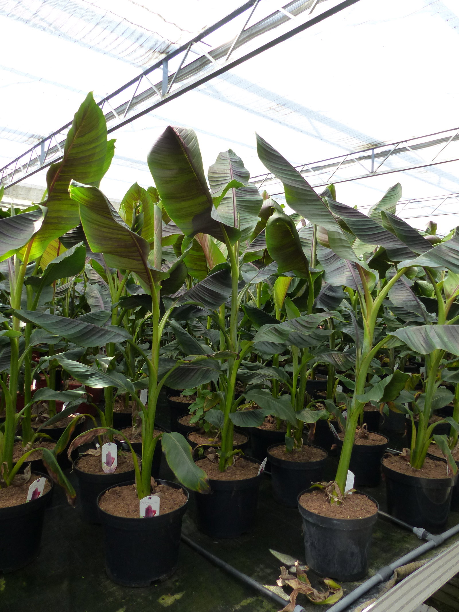 Bananenstaude Banane Musa Sikkimensis Red Tiger Banane 140 - 170 cm  winterhart Staude