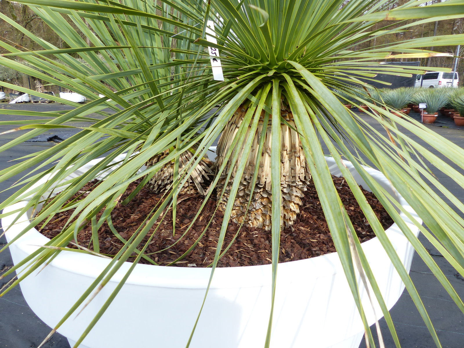 Yucca Rostrata 140 cm | Stamm 25 cm | im Pflanzkübel Ø80 cm Weiß winterhart