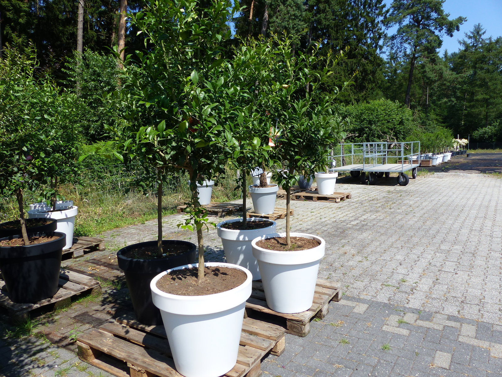 Citrus Yuzu | 190 - 210 cm | im E&K Pflanzkübel | Zitronenbaum | Zitrone | japanische Zitrone | winterhart