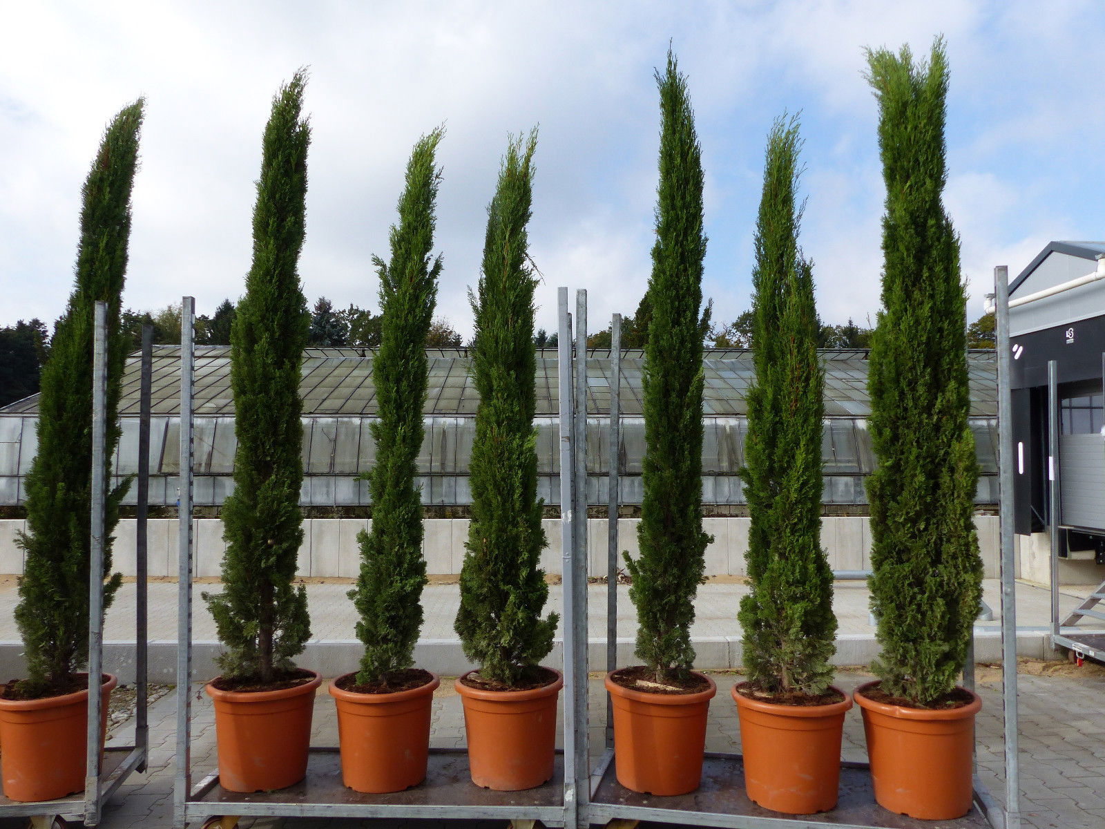 3 Stück 250 cm Mittelmeerzypresse Cupressus Semper. "Totem" Toskana Zypressen Zypresse