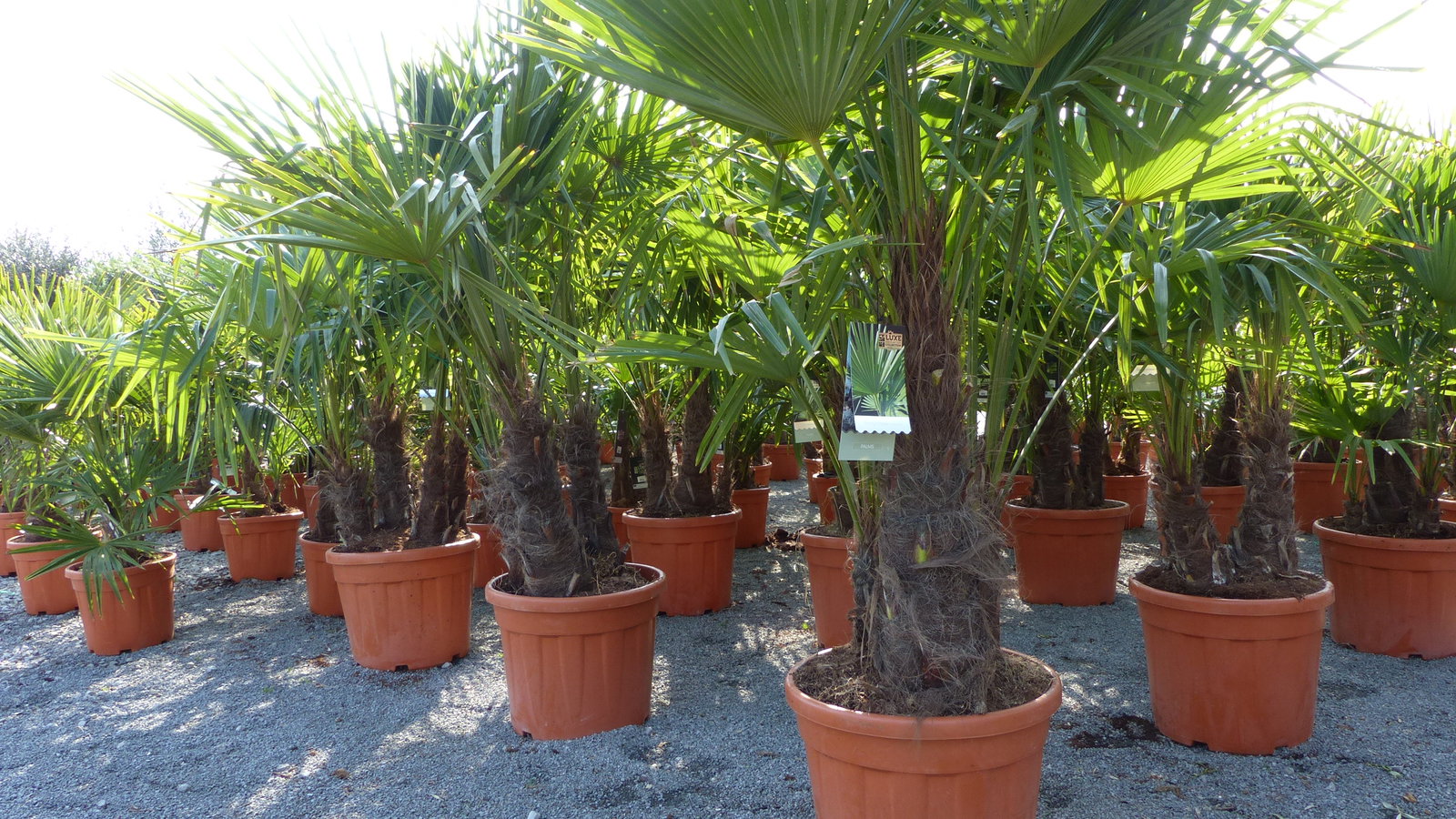 Palmengruppe Trachycarpus Fortunei Palme mehrstämmig, winterhart 220 cm
