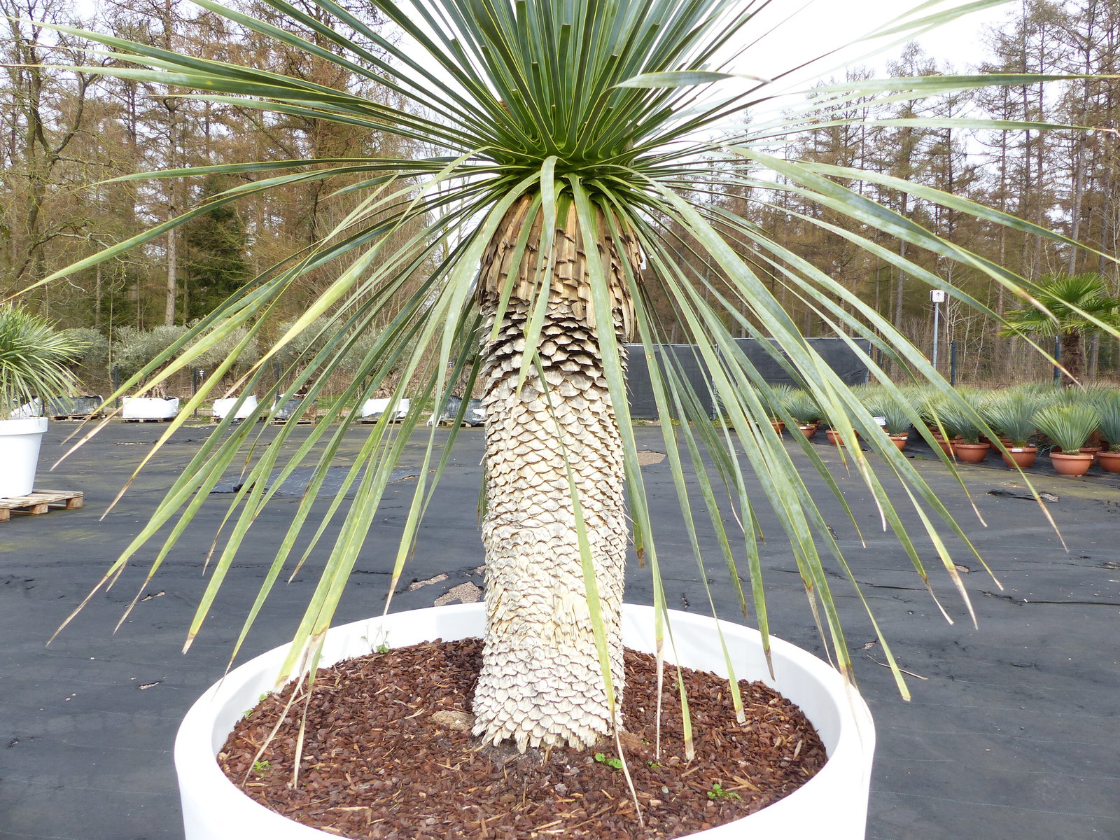 Yucca Rostrata 170 cm | Stamm 60 cm | im Pflanzkübel Ø80 cm Weiß winterhart