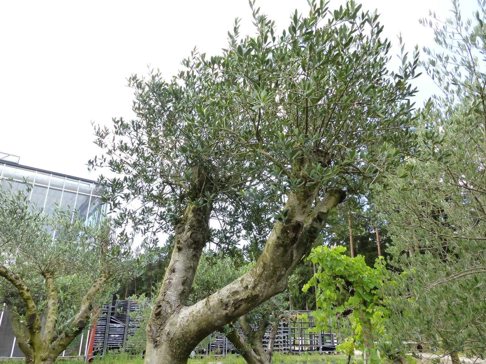 exakt dieser Baum Nr. 0/238 , 260 cm, Olivenbaum 'Angebot' verzweigte Olive winterhart