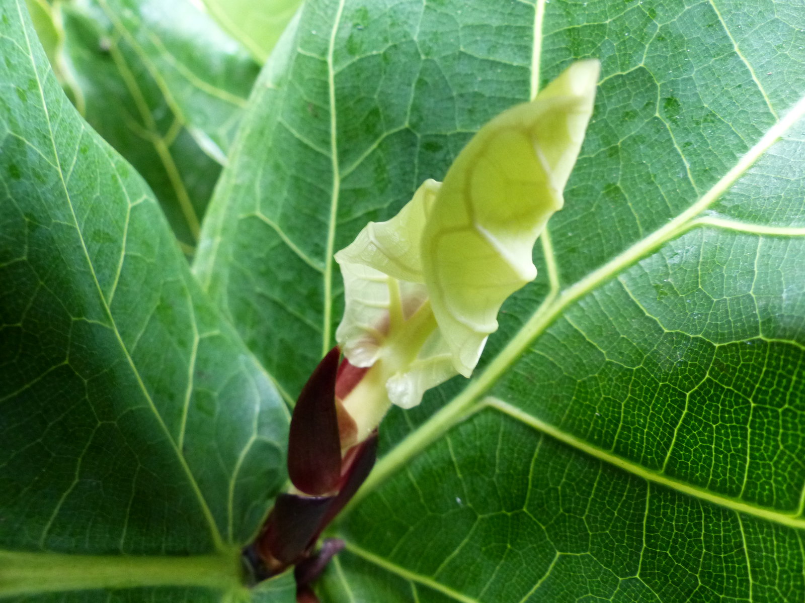 Ficus lyrata | Geigenfeige | Feigenbaum | 100 - 120 cm | Geigenblatt-Ficus | Feige | Stamm | Premiumqualität