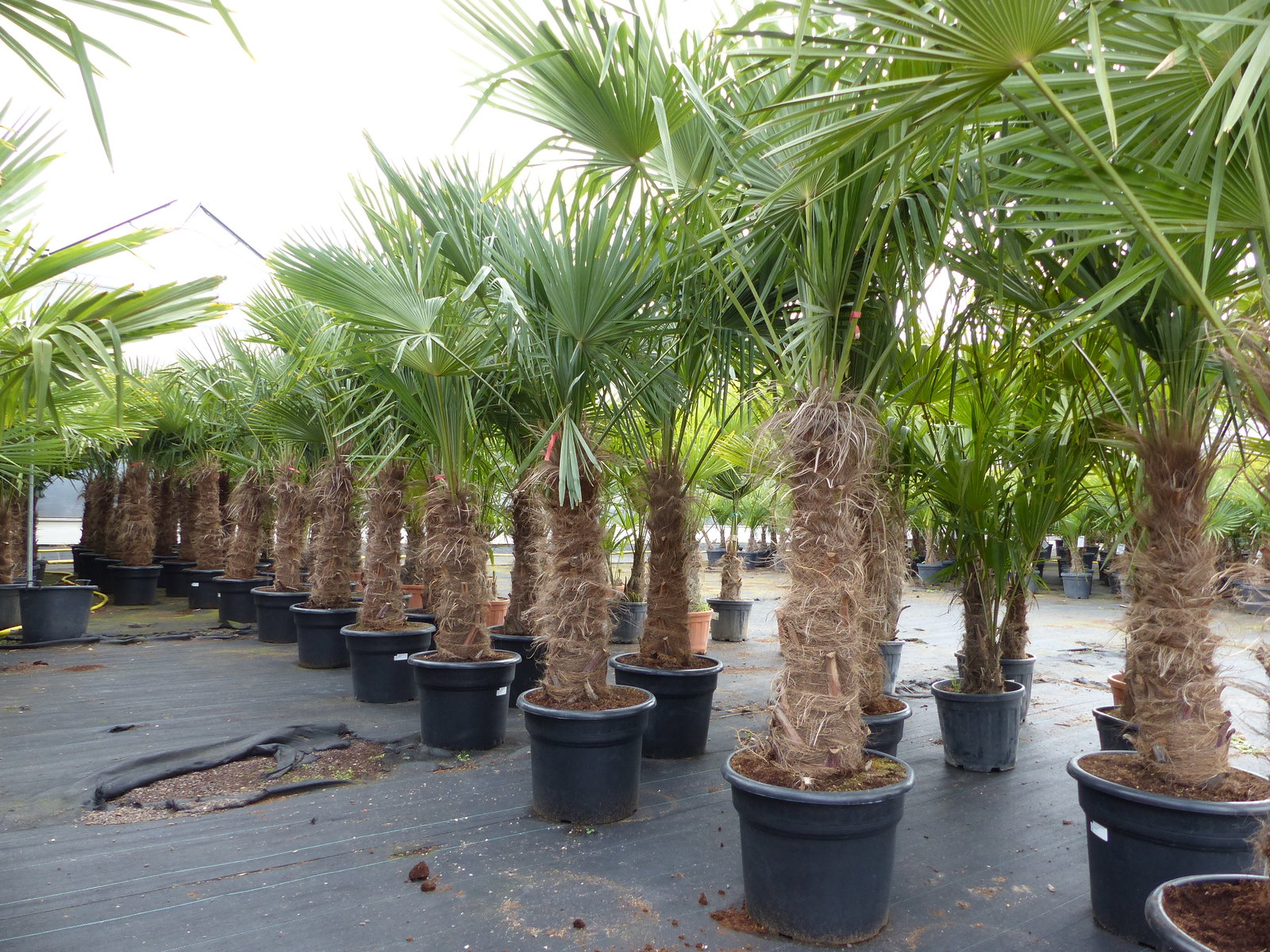 Trachycarpus fortunei, 70 - 100 cm Stamm, 210 - 250 cm Hanfpalme, winterharte Palme bis -18°C
