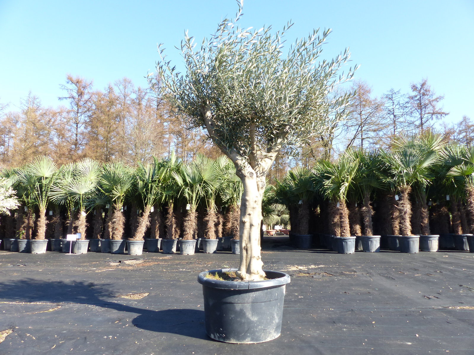 Olivenbaum verzweigt Hojiblanca 200 - 250 cm, kräftige Stämme, winterharte Olive, Olea europaea