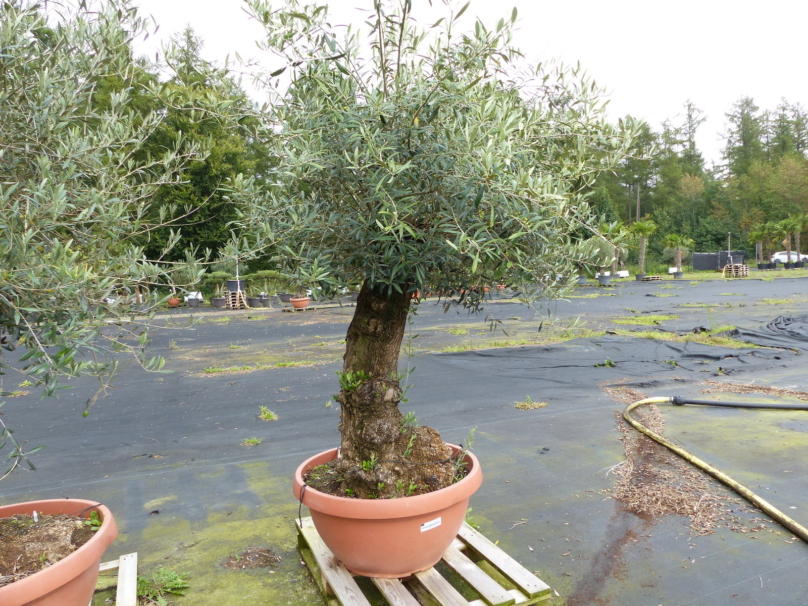 genau dieser Olivenbaum verzweigt Hojiblanca 240 cm winterharte Olive, Olea europaea