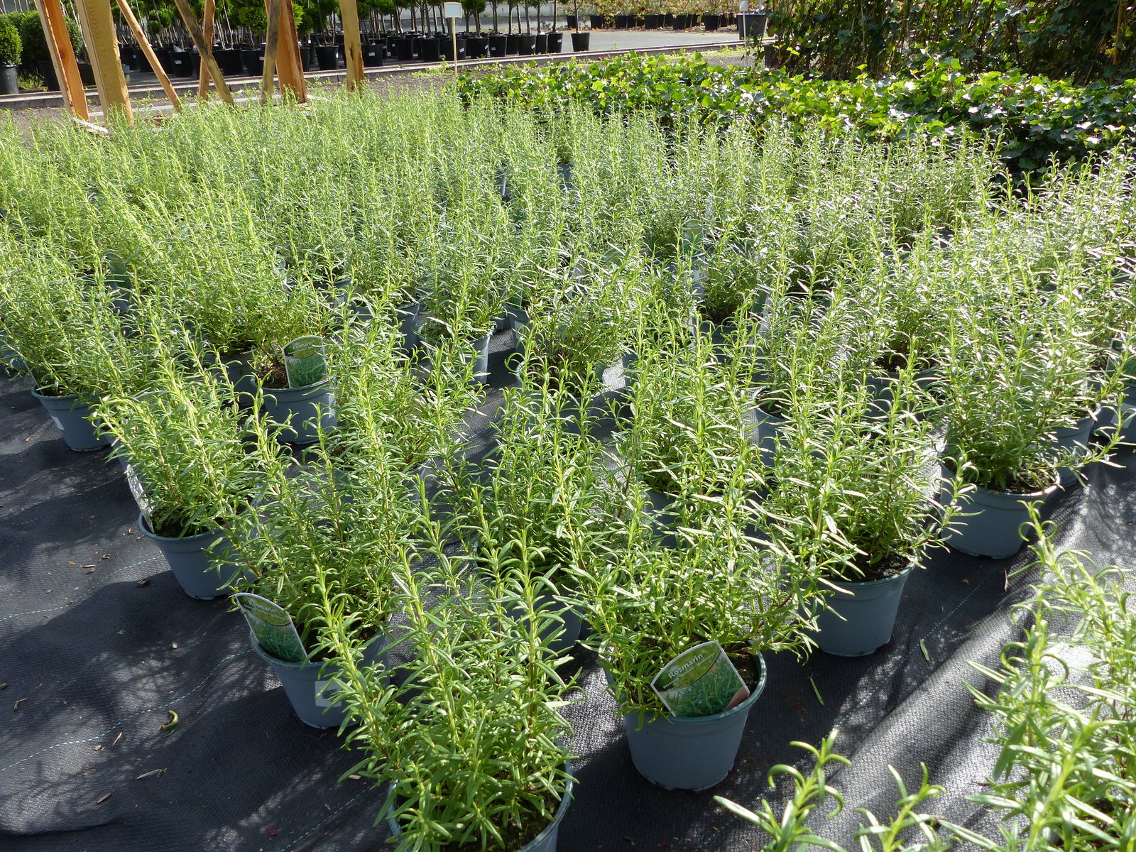5x echter Rosmarin Officinalis 30 - 35 cm Höhe, Busch, stehend, winterhart, Kräuter