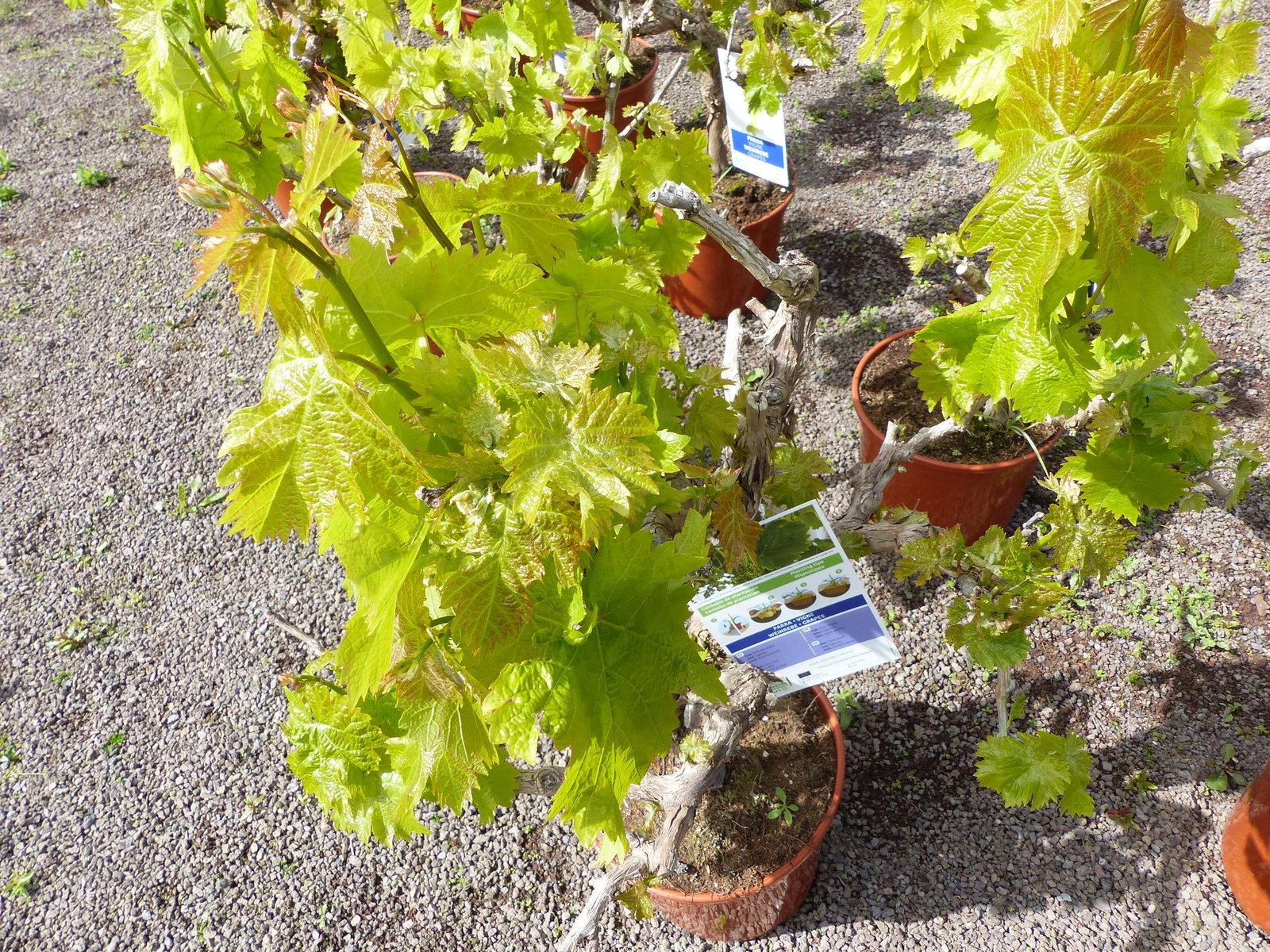 Vitis Vinifera kernlos rote & helle Trauben Weinstock, knorrige Weinrebe, Weintraube