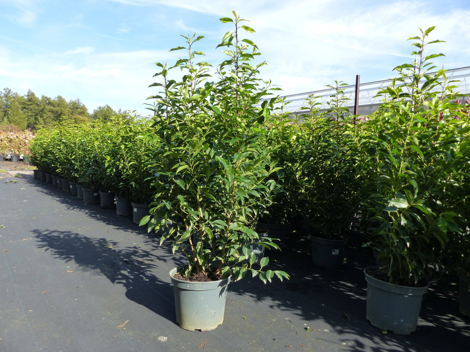 Portugiesischer Kirschlorbeer 100 - 110 cm  'Angustifolia' Prunus lusitanica