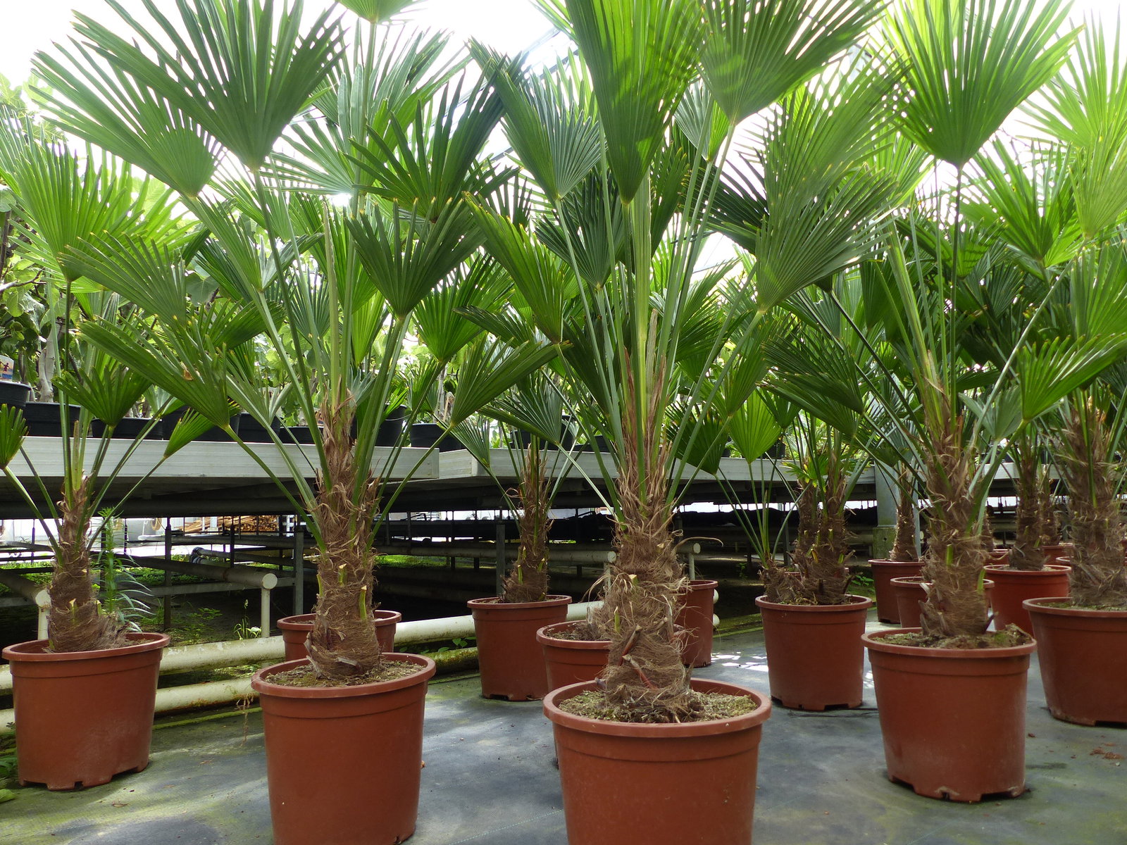 Palme winterhart 150 - 180 cm Trachycarpus Wagnerianus Wagner Hanfpalme, Top-Qualität