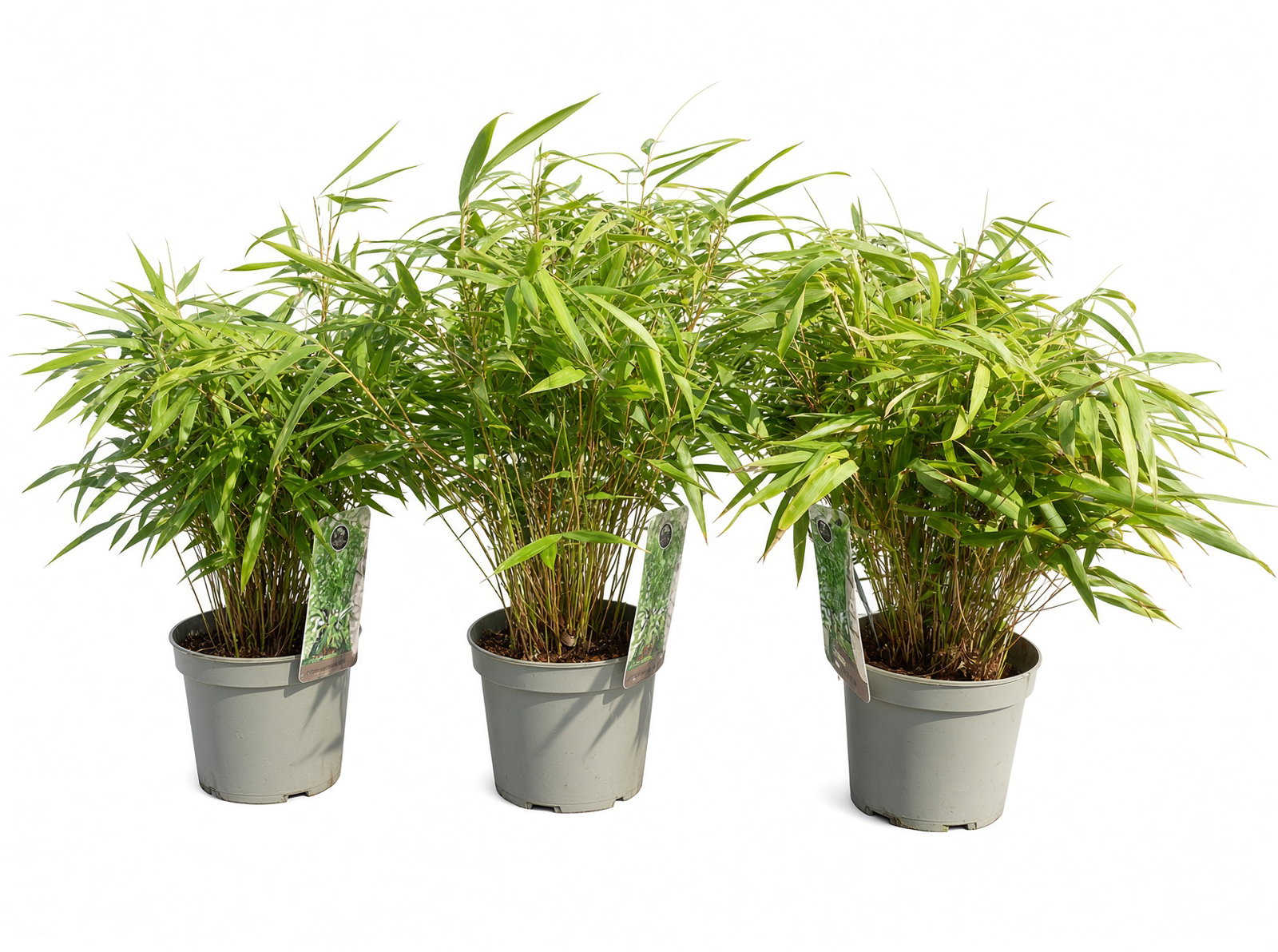 5 Stück Bambus Fargesia Rufa 40 - 55 cm Schirmbambus Gartenbambus winterhart