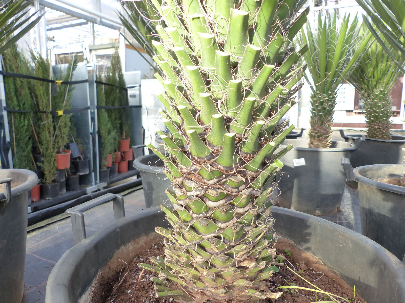 Yucca Palme Filifera, 90 cm, Stamm 20 - 30 cm Tambasi Yucca, winterhart -13 Grad
