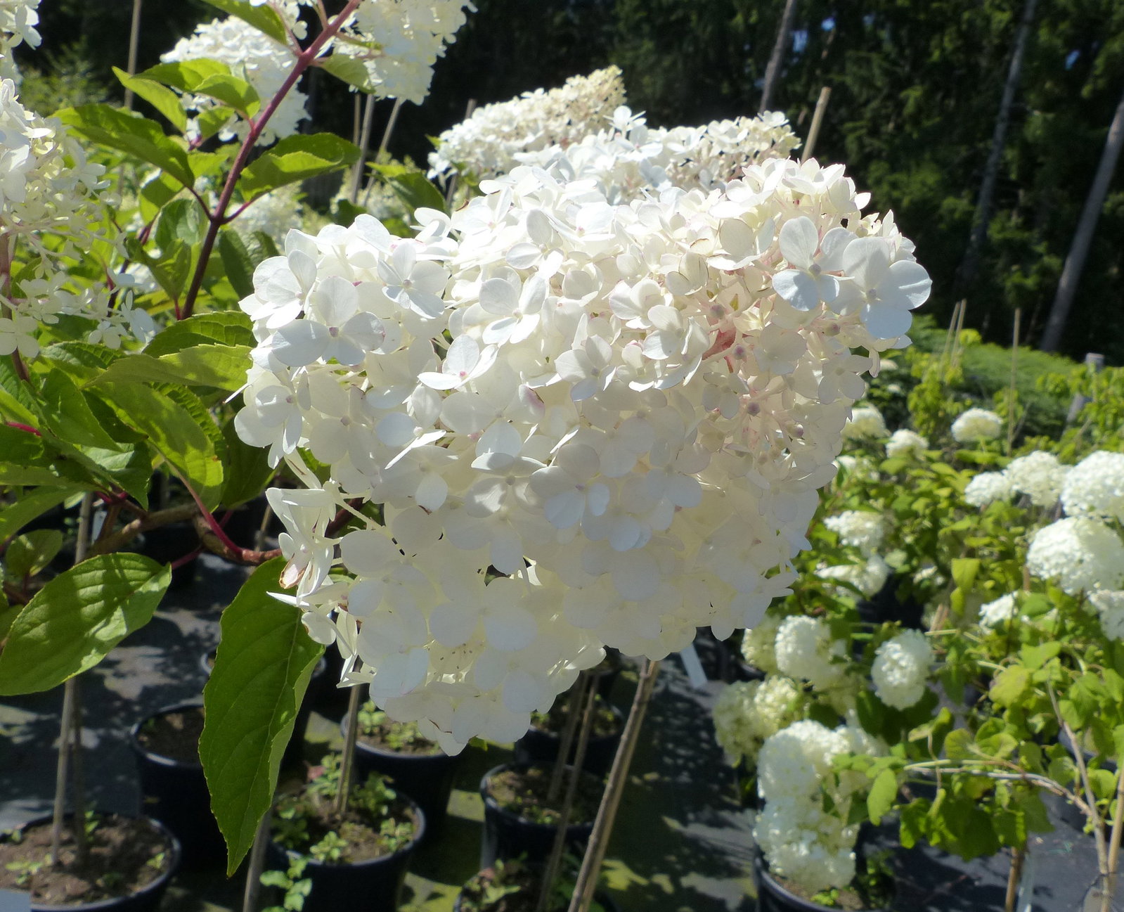 Hortensie Rispenhortensie Stamm 150 - 180 cm Candlelight weiß Hydrangea Paniculata winterhart