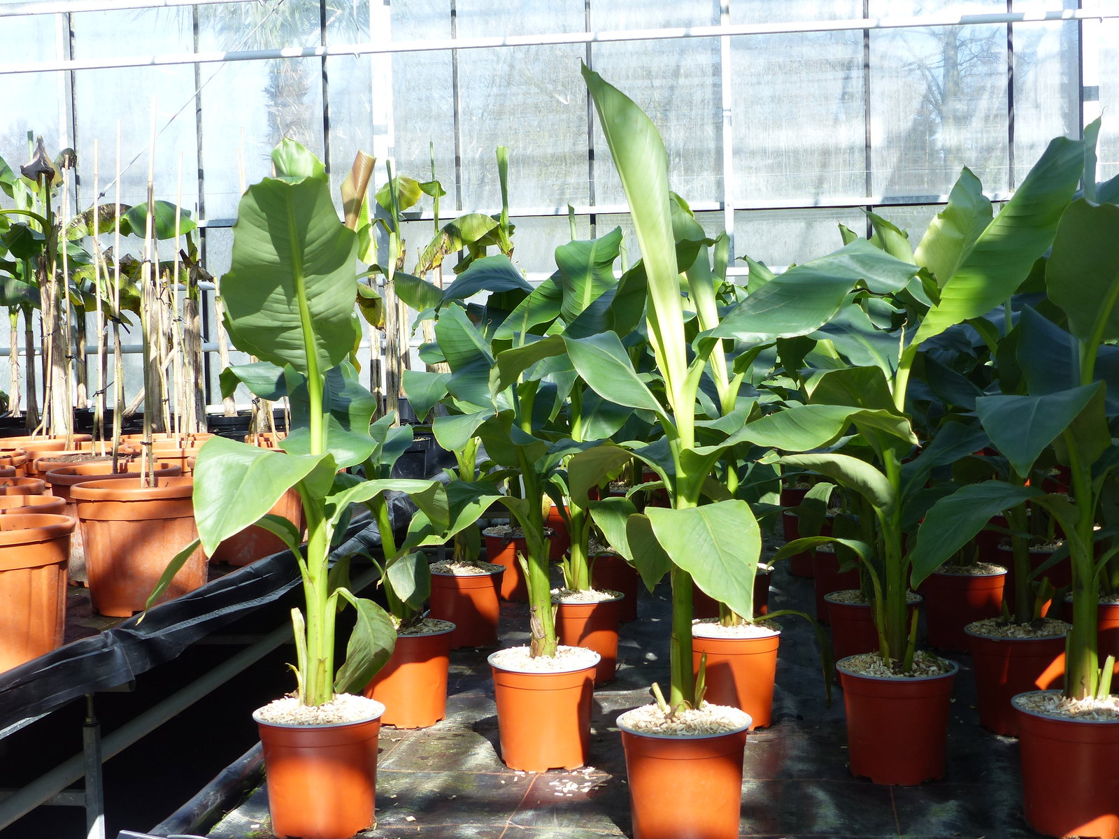Bananenstaude Musa Basjoo 80 - 100 cm winterhart Staude japanische Faserbanane