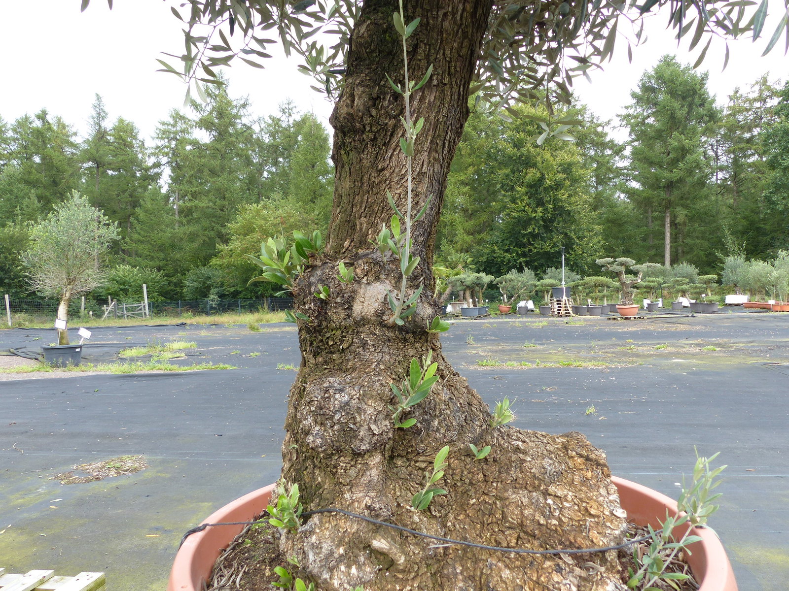 genau dieser Olivenbaum verzweigt Hojiblanca 240 cm winterharte Olive, Olea europaea