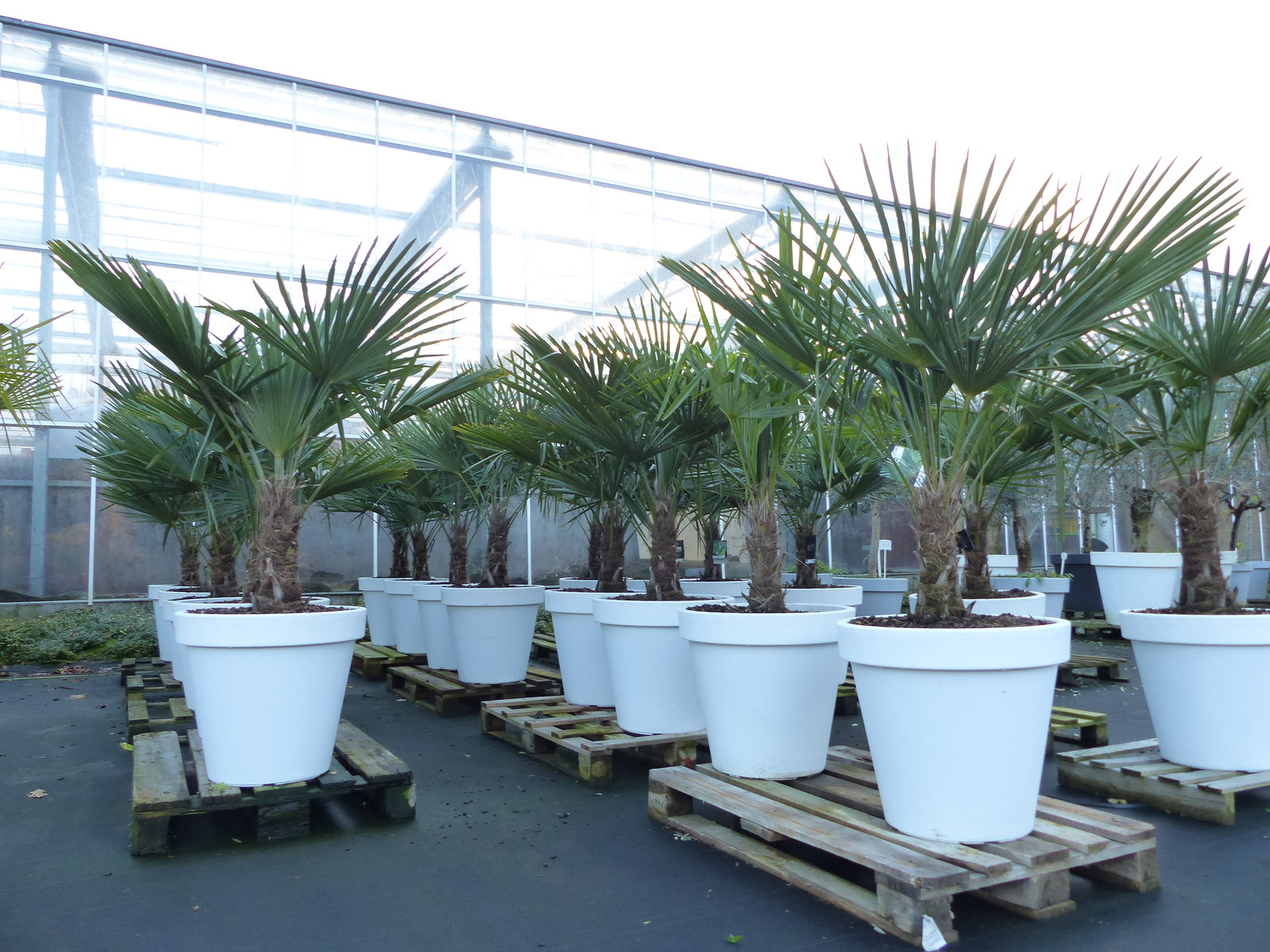 XXL Palme winterhart inkl. Pflanzkübel weiß, 180 - 220 cm Trachycarpus fortunei, Hanfpalme, Top-Qualität
