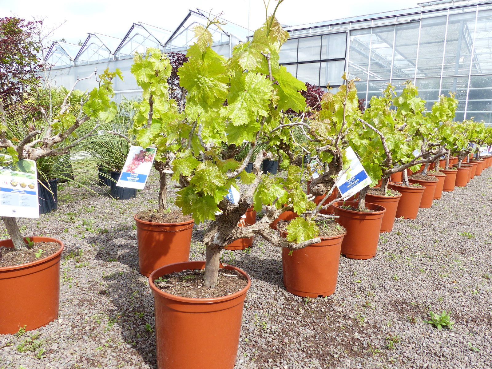 Vitis Vinifera kernlos rote & helle Trauben Weinstock, knorrige Weinrebe, Weintraube
