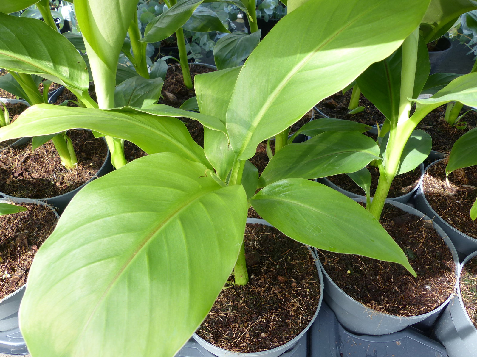 Bananenstaude Musa Basjoo 60 - 80 cm winterhart Staude japanische Faserbanane