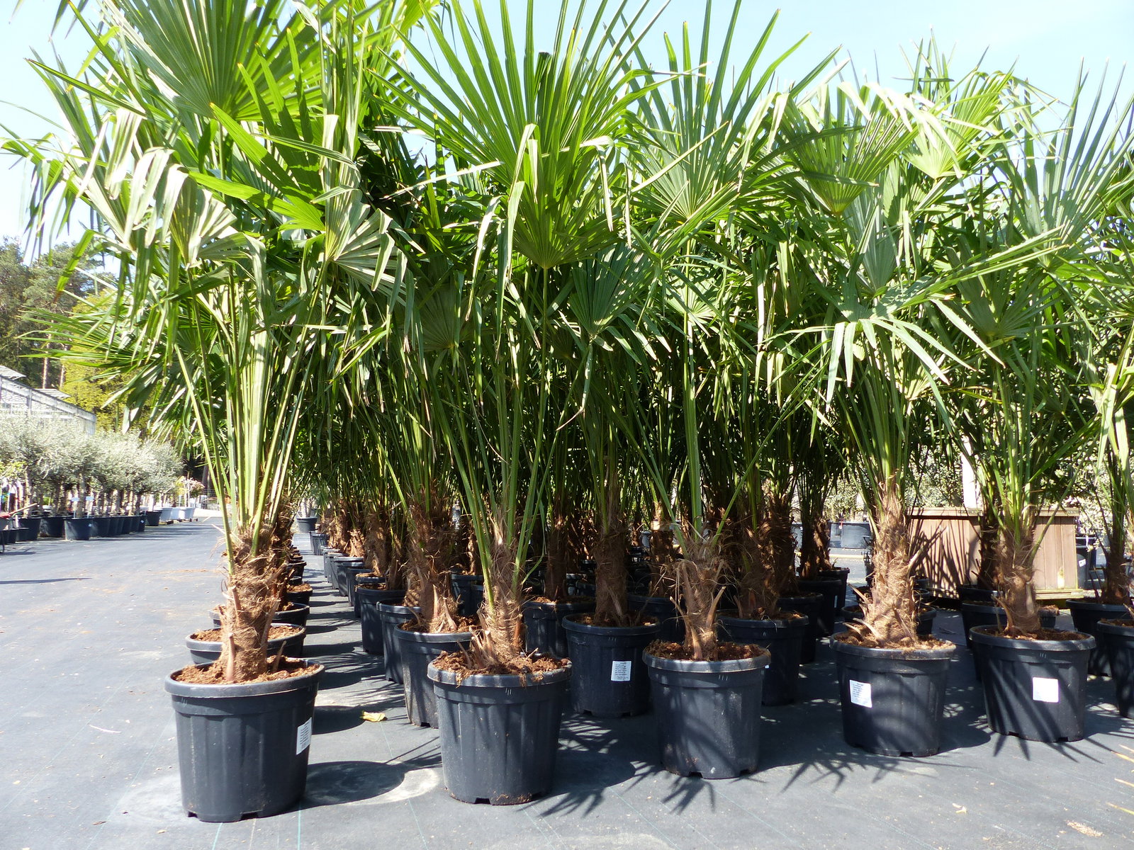 3 Stück XXL Palme winterhart 190 - 220 cm Trachycarpus fortunei, Hanfpalme, Top-Qualität