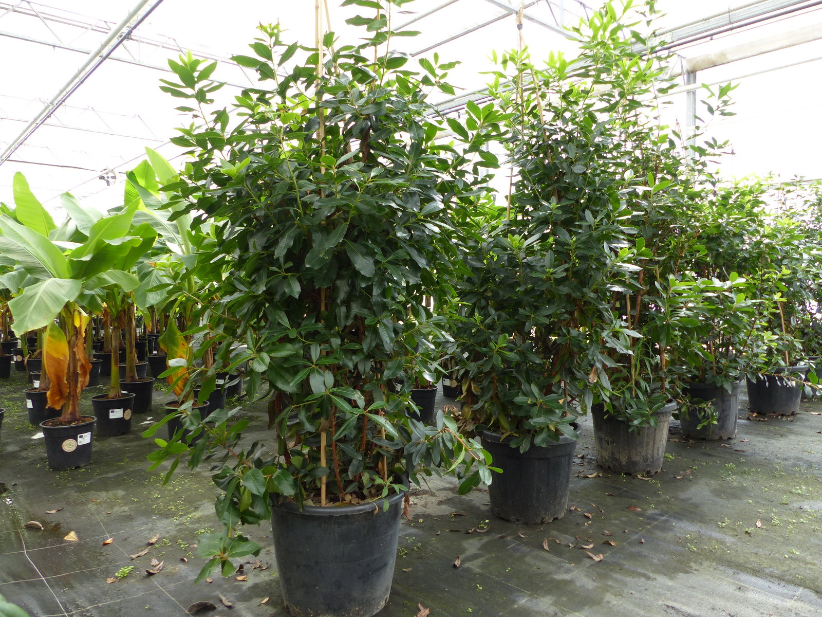 Erdbeerbaum | 170 - 190 cm | Arbutus unedo | veredelt | Premiumqualität | winterhart | fruchtreif