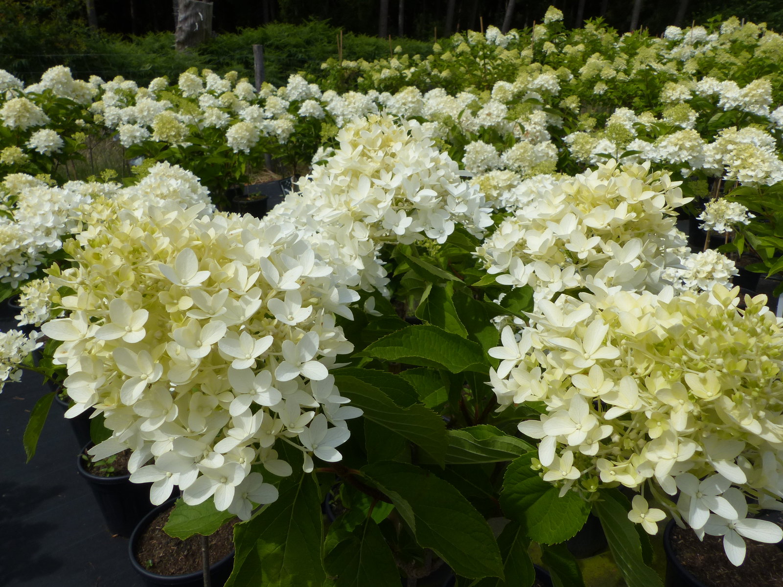 Horstensie Rispenhortensie Stamm 170 cm Hercules weiß Hydrangea Paniculata winterhart